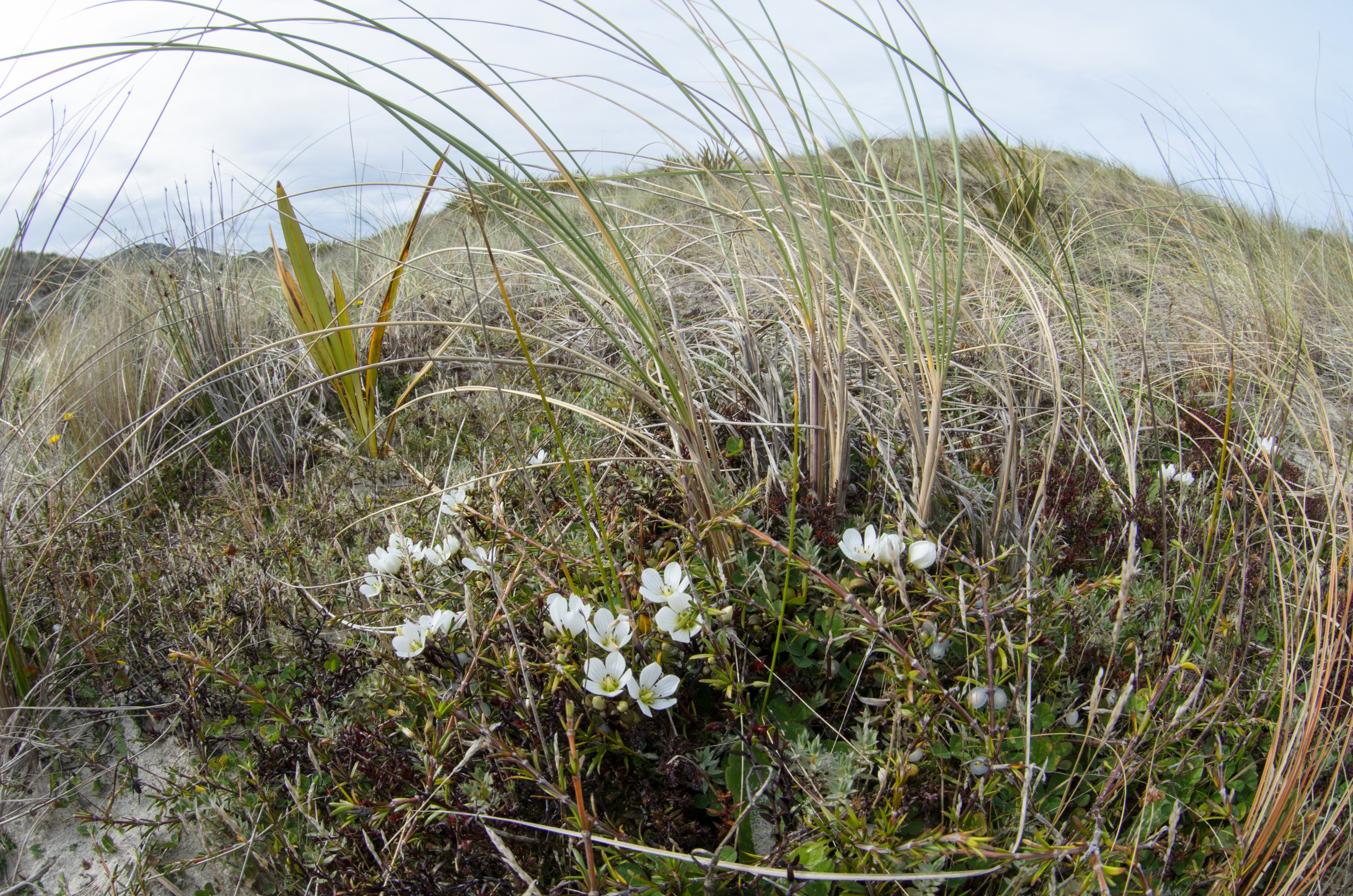 DSC_2041 – Adventure, Bay, Crispin, Island, March 2017, Mason, Mason Bay, National Park, New, New Zealand, Rakiura, South, Stewart, Zealand